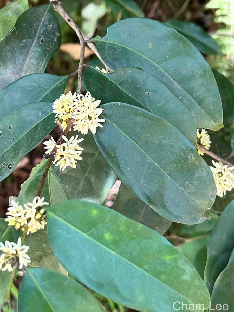 Chionanthus albidiflorus Thwaites